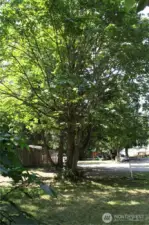 Large double lot with beautiful trees