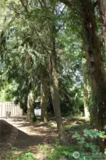 Fenced yard with large cedar trees