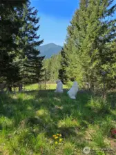 Beautiful views, fenced areas, perfect for animals. Summertime