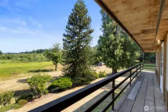 An open view with the whimsy of the largest Monkey tree around!