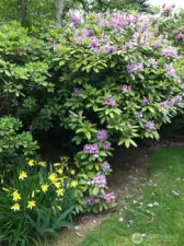 Spring Flowers - Photo taken last May