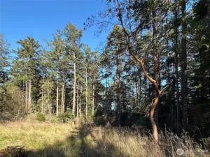 Forested landscape showcasing the natural beauty of San Juan Island, providing privacy and a perfect canvas for your custom island retreat.