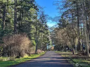 Peaceful tree-lined lane within the desirable Cape San Juan community, offering a tranquil island setting surrounded by nature and established homes.