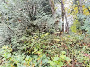 Wooded lot