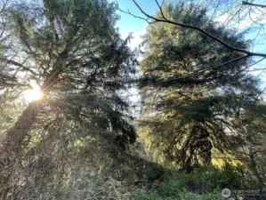 Enjoy the old and new growth hemlock, spruce and other tree species.