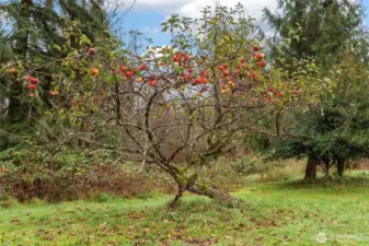 Mature Apple Tree!