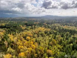 Additional ariel view of 38.68 forested acres