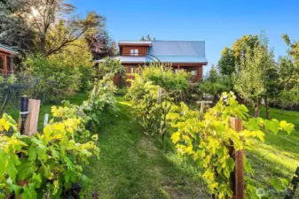 5 types of grapes, including wine grapes