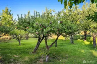 over 20 different fruit trees. See remarks for list.