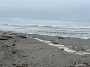 Ocean  from beach access