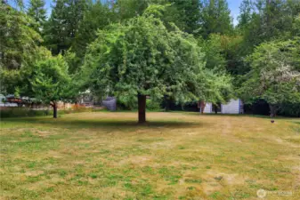 Fruit trees