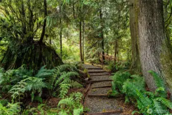 Walking Trails Thru the Woods