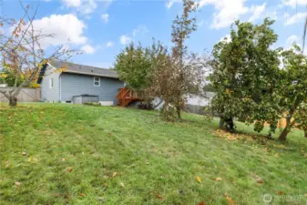 Big back yard.  Pear trees are full this time of year.