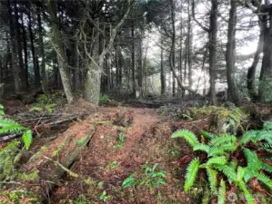 Beautiful woods on the back of the property.