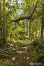 Lovely Trail through the wooded portion of the property
