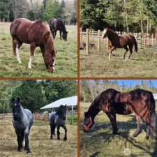 Friendly neighbor horses