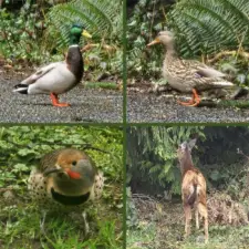 Critters around the property you’ll get the pleasure of enjoying