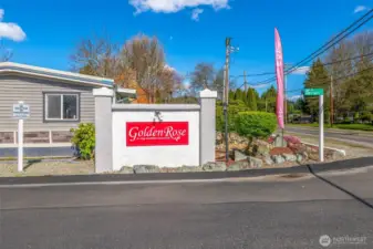 Desirable Golden Rose