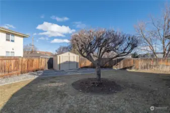 Shed, tree and backyard