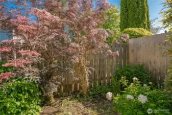 Mature landscaping and fence side yard area.