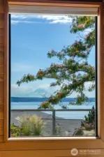 Mt. Rainier framed by the Mimosa Tree