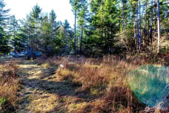 Level clearing within the trees creating a potential building area framed by natural island vegetation.