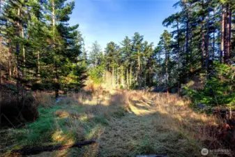 Partially cleared natural landscape surrounded by mature evergreens, offering a peaceful setting for a future island retreat.