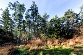 Native trees and open understory provide privacy and a tranquil Pacific Northwest environment.