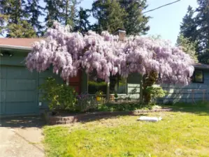 Wisteria in bloom!