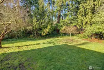 Enjoy the private and secluded feeling fenced backyard with fruit trees and mini forest.