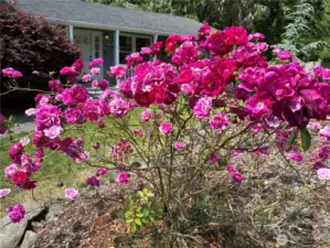 Beautiful roses welcome you home