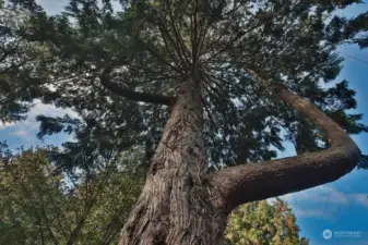 One of the many magnificent tree stewards of this property.