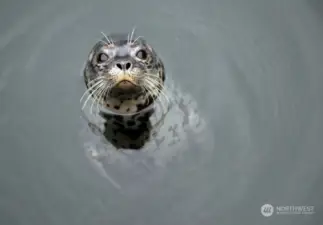 Hello abundant wildlife of Whidbey!