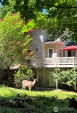 Deer Visit
