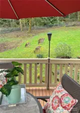Deer Visit