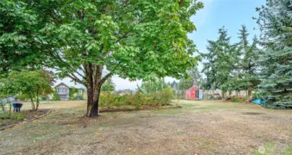This is the front yard facing East showing the she-shed, red chicken coop and garden.