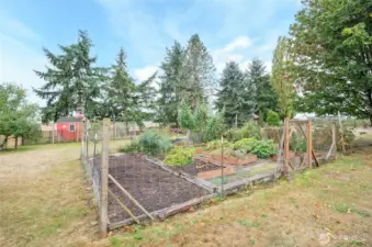 Here is the fenced in garden with aspargus, raspberries just to name a few.
