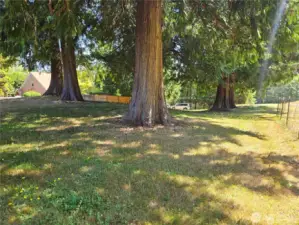Huge redwood and Sequoias trees on this .43 acre lot looking from west to east down the southerly property line