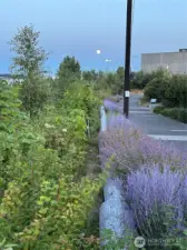 Walking path along the river at the Duwamish River People's park
