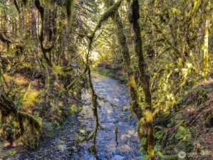 Soothing Little Quil River...365' of frontage with medium bank that has never flooded!