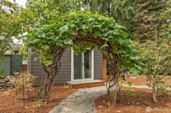 Grape Vine