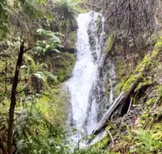 Waterfall and stream flow through the west end of the 15 acres.