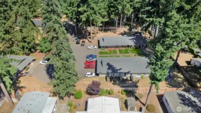 Tall Trees for Privacy and Shade