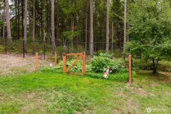 Back yard garden