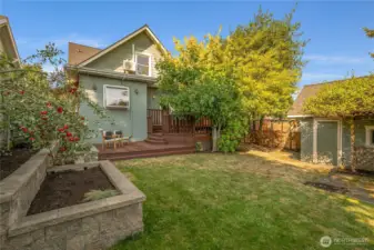 fenced-in back yard with apple and fig trees!