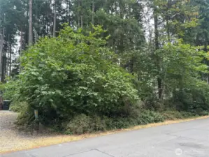 Fir tree filled lot.