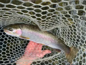 Yes, 24 inch Trout have been caught here