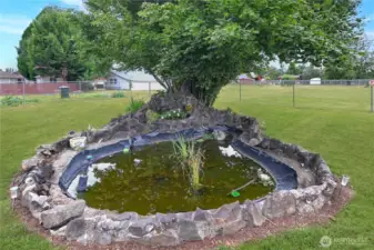 Pond, with filbert (hazelnut) tree!