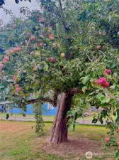 multiple, mature apple trees