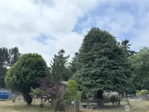 Lots of beautiful trees on the property